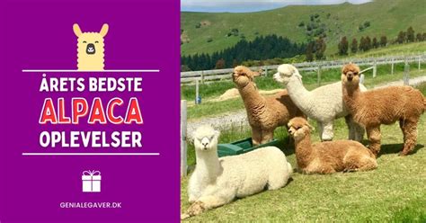 g tur med alpaca kbenhavn|Gå tur med alpaca – Den ultimative oplevelsesgave。